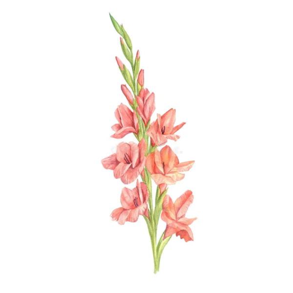 Gladiolus Flowers